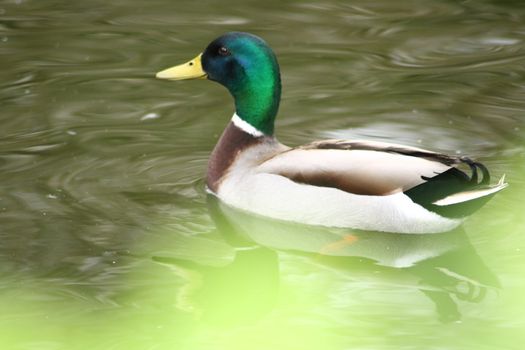 Side view of a floating mallard drake 