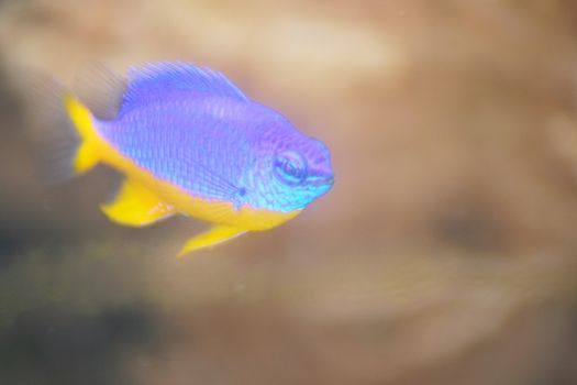 A single small damsel, neon Damselfish (Pomacentrus coelestis)