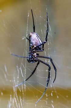 relative big spider Nephilengys livida, nephilid spider, common in human dwellings. Masoala National park, Africa, Madagascar wildlife and wilderness