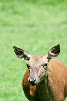 a female red deer on a green field