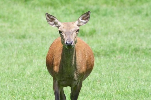 a female red deer on a green field