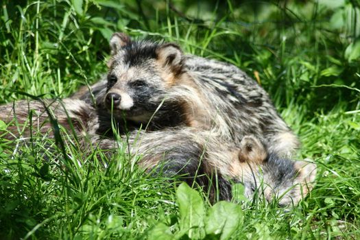 A young arctic fox enjoys the sun heat