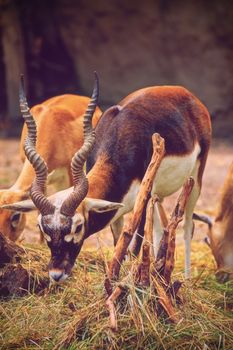 Beautiful blackbuck (Antilope cervicapra) eating grass.