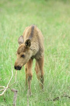 A few days old moose calff