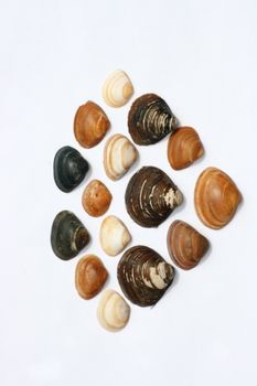 a collection of colorful shells 