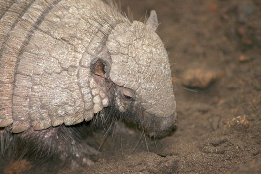 Portrait of an Armadillo (Dasypodidae)