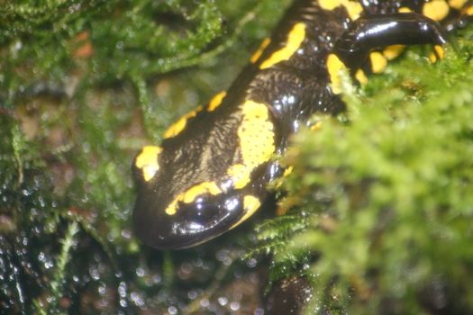Partial view of a fire salamander (Salamandra salamandra)