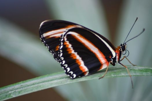 A very nice colorful butterfly