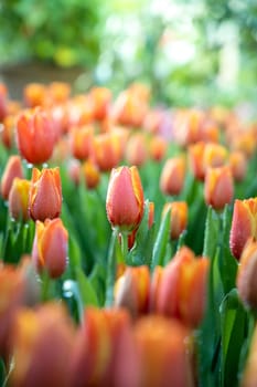 Beautiful bouquet of tulips. colorful tulips. nature background