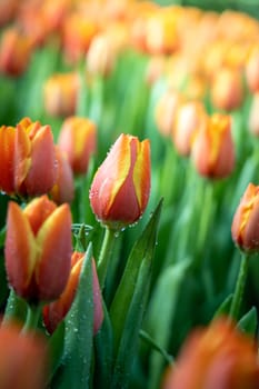 Beautiful bouquet of tulips. colorful tulips. nature background