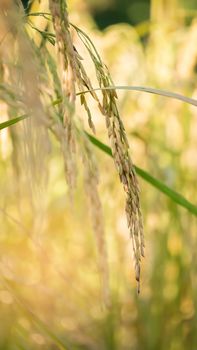 close up of yellow green rice field