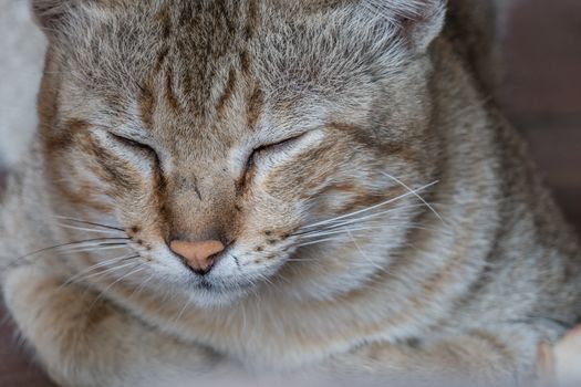 Close up striped cat face with sleeping little eye , selective focus