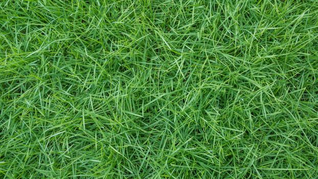 fresh spring green grass natural background texture