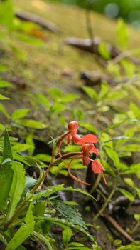 orange  Habenaria rhodocheila hance wild orchid at waterfall in Thailand