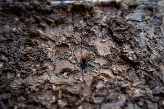 The Termite infested wood close up. Termite infested wood surface close up