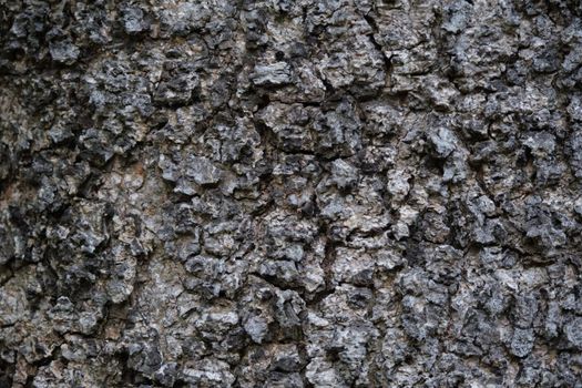 The Texture of rough tree skin surface. Texture of rough tree skin surface closeup for background
