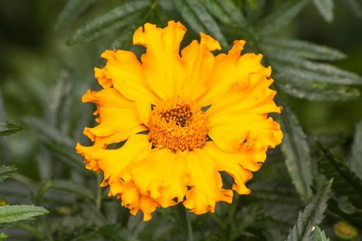 The bright yellow flower of the Marigold (Tagetes erecta)
