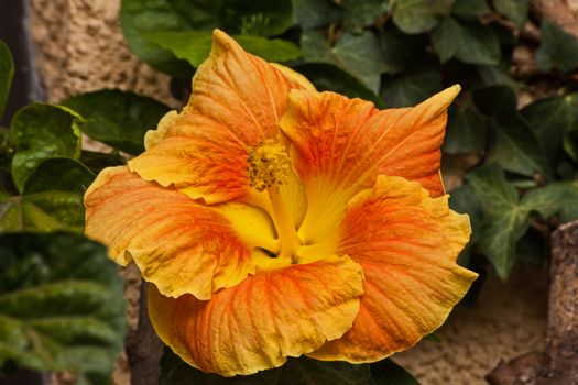 Macro image of the flower of Hibiscus (Hibiscus rosa-sinensis) cultivar