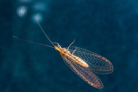 The larvae of the lacewing is an ideal agent of biological control for aphids.