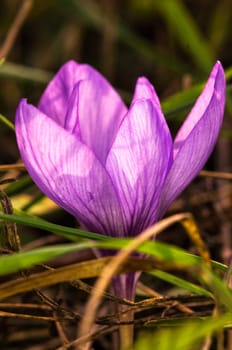 Colorful close-up macro of autumn flowers and grass