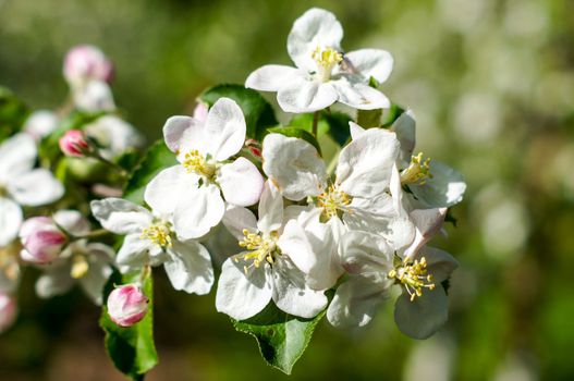 Apple trees flowers. the seed-bearing part of a plant, consisting of reproductive organs that are typically surrounded by a brightly colored corolla . For your design