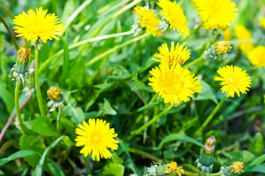 beautiful dandelion flower on a bright, sunny day in the outdoors .For your design