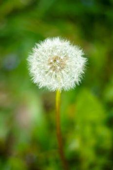 A beautiful white dandelion on a summer day is ready to fly away .For your design