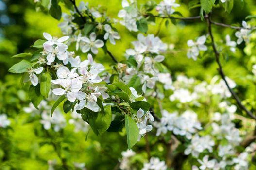 Apple trees flowers. the seed-bearing part of a plant, consisting of reproductive organs that are typically surrounded by a brightly colored corolla. For your design