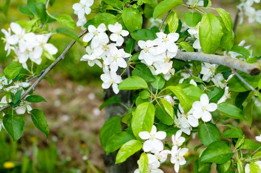 a blooming apple trees in spring .For your design