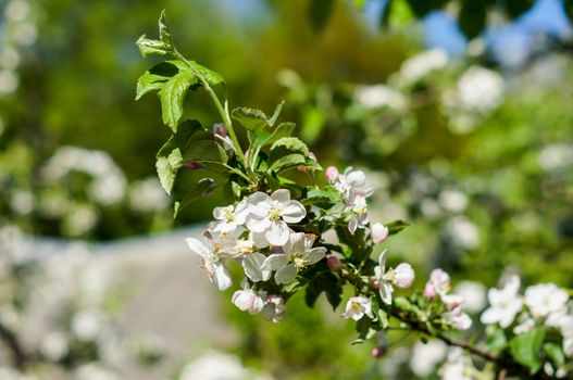 Apple trees flowers. the seed-bearing part of a plant, consisting of reproductive organs that are typically surrounded by a brightly colored corolla . For your design