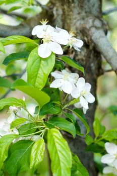 a blooming apple trees in spring .For your design