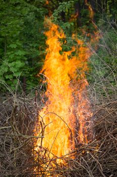 Bright big bonfire while burning a large number of garbage branches .For your design