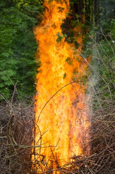 Bright big bonfire while burning a large number of garbage branches .For your design