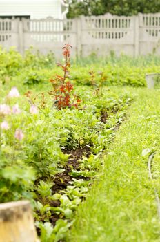 Flowerbed with flowers and plants in the country near the house with hemp .For your design