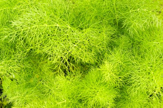 Beautiful green texture with leaf seasoning - fennel .For your design