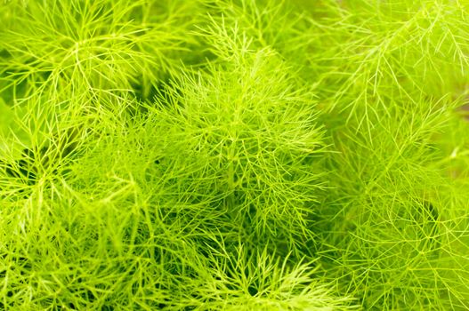 Beautiful green texture with leaf seasoning - fennel .For your design