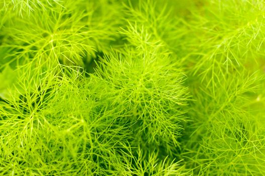 Beautiful green texture with leaf seasoning - fennel .For your design