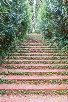 Santa Clotilde gardens in summer. Beautiful landscape with decorative covered with ivy step ladder in the garden. Costa Brava, Lloret de Mar, Spain.