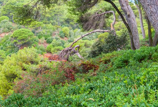 Gardens of Saint Clotilde in Lloret de Mar, Costa Brava, Catalonia, Spain