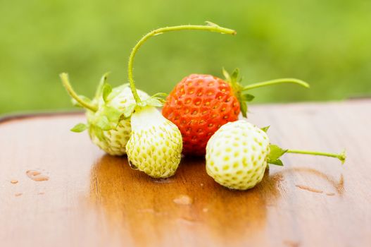White and red strawberries lie in the sun. Delicious and sweet dessert berry. Vitamins .For your design