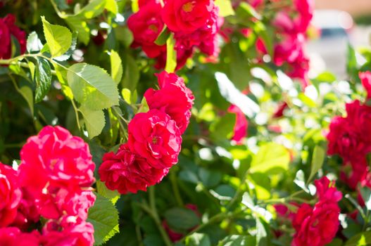 Red rose bushes with green leaves, a perfect gift for a woman for any occasion. Luxury view on a summer day .For your design