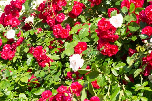 Red rose bushes with green leaves, a perfect gift for a woman for any occasion. Luxury view on a summer day .For your design