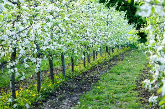 garden of planted apple trees on a beautiful day. Good harvest. For your design