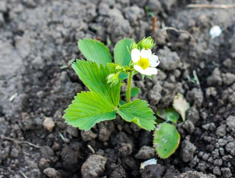 Flowering strawberries planted in fresh land and will give fruit for the next year. Beautiful white flower .For your design