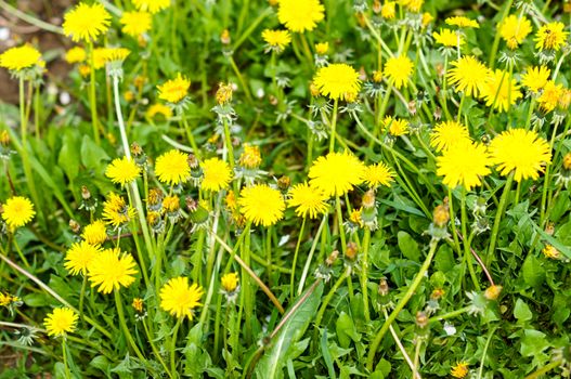 yellow dandelions growing on a lawn illuminated by the sunlight .For your design