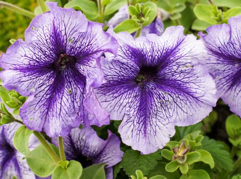 Purple petunia flowers in a beautiful design on a bright sunny day .For your design