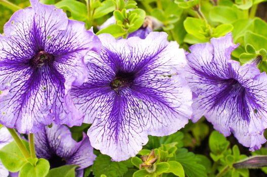 Purple petunia flowers in a beautiful design on a bright sunny day .For your design