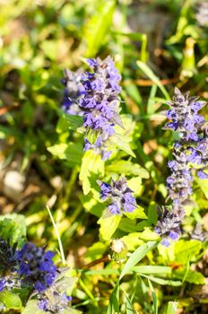 Blue flowers growing on a green lawn carpet, Ajuga reptans .For your design