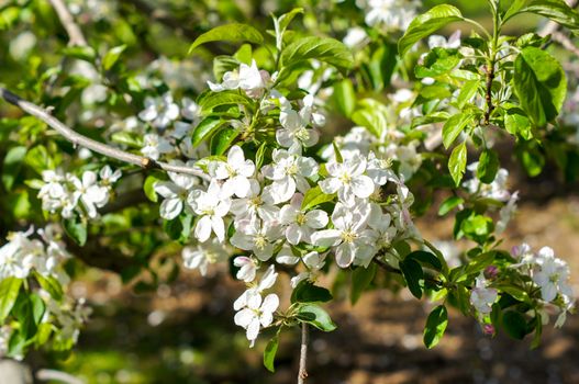 Apple trees flowers. the seed-bearing part of a plant, consisting of reproductive organs that are typically surrounded by a brightly colored corolla . For your design