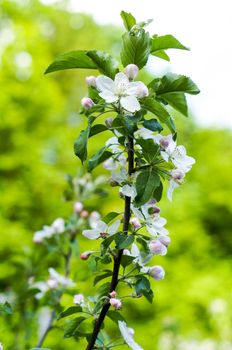 Apple trees flowers. the seed-bearing part of a plant, consisting of reproductive organs that are typically surrounded by a brightly colored corolla. For your design